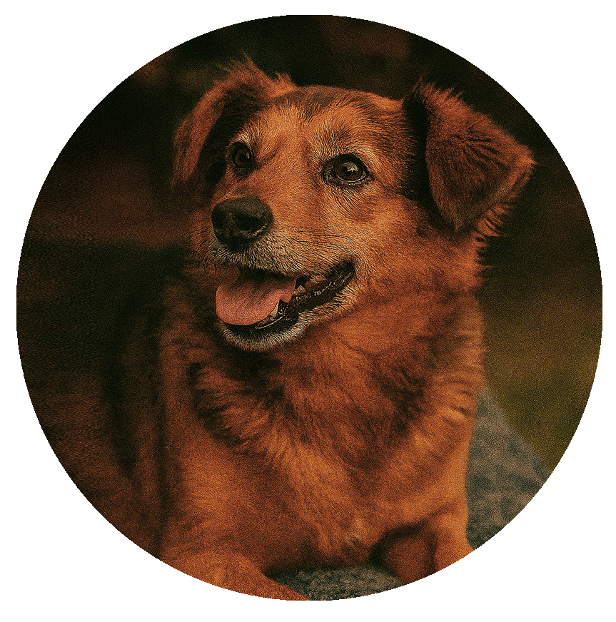 Daniela E.H. (México) por Calabaza su perrita guardaespaldas