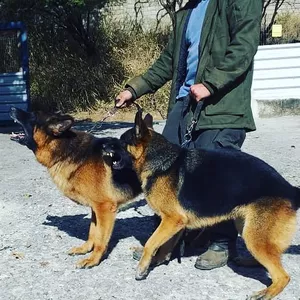 Imagem de capa para o Curso online CURSO DE CONDUTOR DE CÃES DE GUARDA