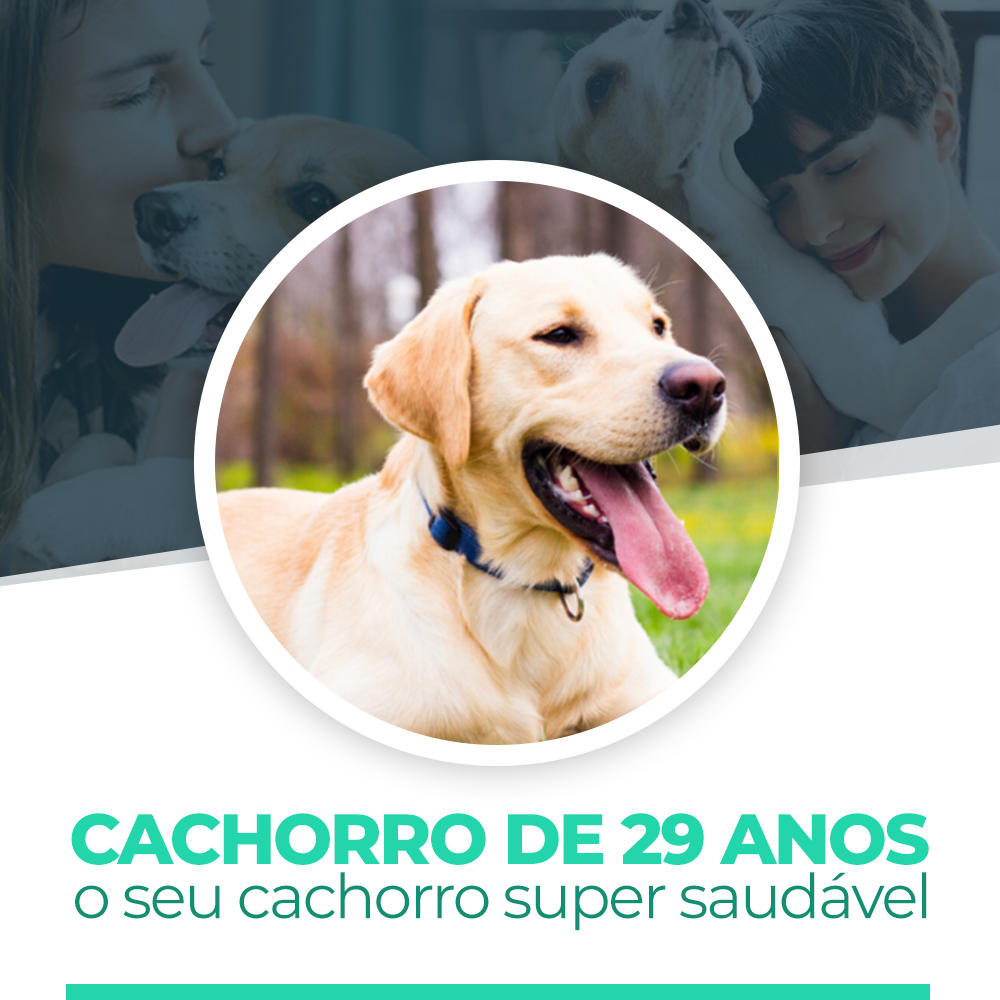 Imagem do curso Programa Cachorro Super Saudável
