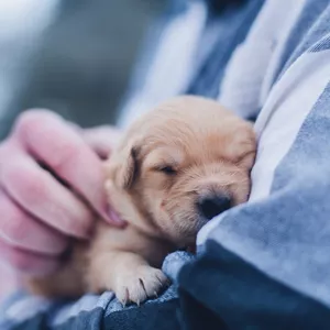 Imagen de portada para Ebook Aprende a ser el mejor compañero para tu mascota
