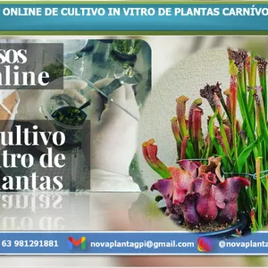 Imagem principal do produto 1° CURSO ONLINE DE CULTIVO IN VITRO DE PLANTAS CARNÍVORAS