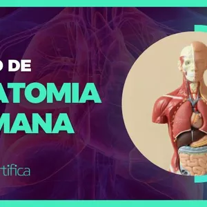 Imagem de capa para o Curso online Gratuito - Curso de Anatomia Humana