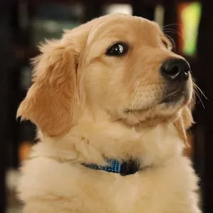 Imagem de capa para o Ebook Saúde Animal em Foco