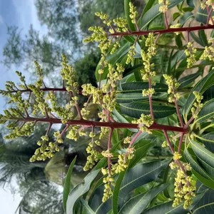 Imagem de capa para o Ebook Manual de Indução floral de manga