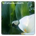 Cynthia Cruz, Health Coach logo