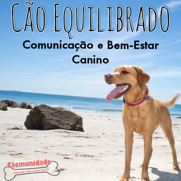 Imagem do curso Pacote Cão Equilibrado: TUDO para Educação e Bem-Estar do seu Cão! Seja o Melhor Tutor Que Seu Cão Pode Ter!
