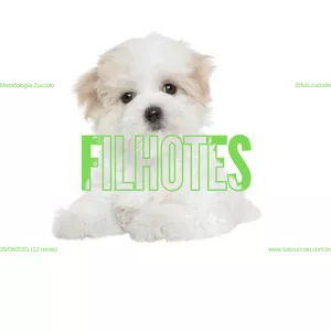 (04º CURSO ONLINE) FILHOTES BEM EDUCADOS