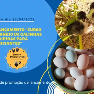 Imagem de capa para o Evento online CURSO CRIAÇÃO DE GALINHAS CAIPIRAS PARA INICIANTES