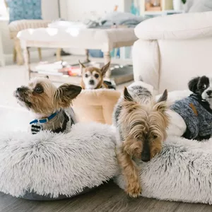 Imagen de portada para Curso online Cuidado Especializado y Amoroso para Mascotas de Razas Pequeñas