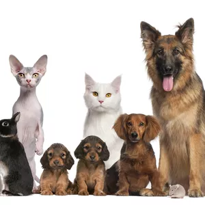 Imagem de capa para o Ebook Super pacote,Como cuidar do seu cachorro 🐶🐕