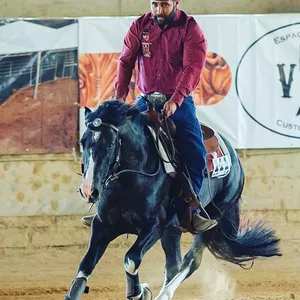 Doma e treinamento de rédeas