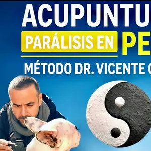 Imagen de portada para Curso online ACUPUNTURA &amp; PARÁLISIS EN PERROS. MÉTODO DR. VICENTE CALDERÓN.