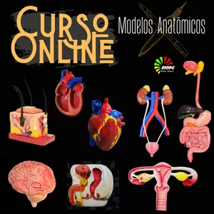 Imagem de capa para o Curso online  CURSO ONLINE - MODELOS ANATÔMICOS EM BISCUIT