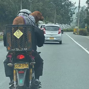 Imagen de portada para Curso online Metodo para evitar la perdida de cabello