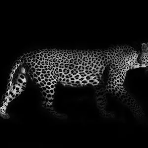 Imagen de portada para Ebook Animales para colorear