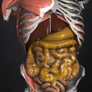 Imagen de portada para Curso online AnatoPlus - Abdomen y pelvis.