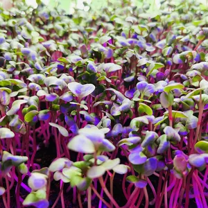 Imagem de capa para o Curso online CURSO COMPLETO DE CULTIVO DE MICROVERDES EM CASA