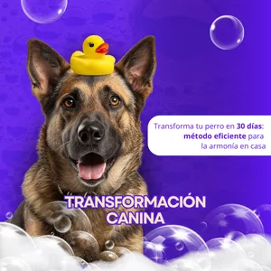 Imagen de portada para Curso online Transformación Canina