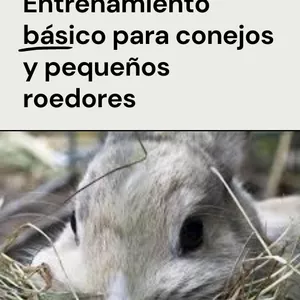 Imagen de portada para Ebook ebook Entrenamiento básico para conejos y pequeños roedores