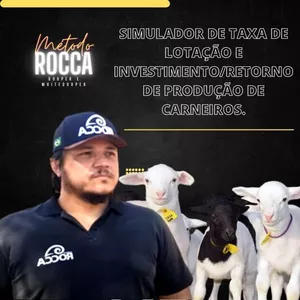 Imagem de capa para o Curso online Taxa de lotação com simulação de investimento e retorno na produção de carneiros