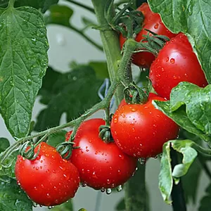 Imagem de capa para o Ebook Como cultivar tomates orgânicos em seu quintal em apenas 7 passos!