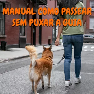 Imagem de capa para o Curso online Manual - Como ensinar seu cão a passear sem puxar a guia