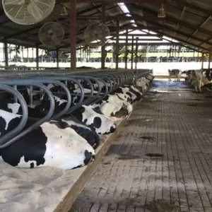 Imagem de capa para o Curso online Dimensionando as Camas do Free Stall