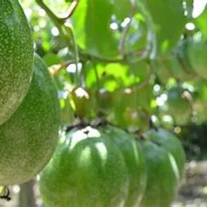 Curso como plantar Maracujá da semente a colheita>