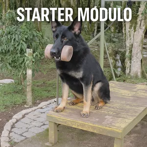 Imagem de capa para o Curso online ADESTRAMENTO SISTÊMICO - STARTER MÓDULO