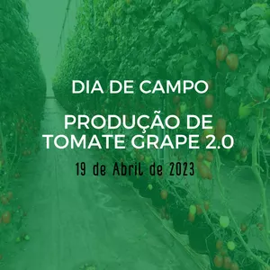 Imagem de capa para o Evento online Dia de campo Produção de tomate grape 2.0