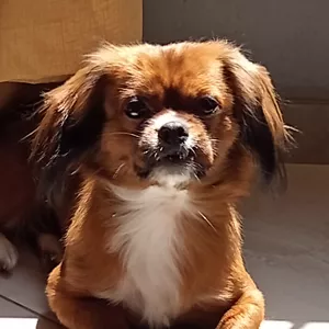 Imagen de portada para Curso online Artículos para tu mascota