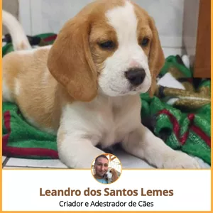 Imagem de capa para o Ebook Como Cuidar do seu Filhote - Canil Mr. Beagle 