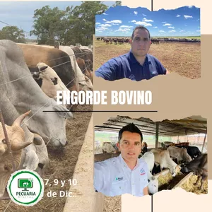 Imagen de portada para Evento online CURSO EN VIVO ENGORDE BOVINO