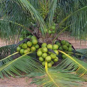 Imagem de capa para o Curso online Como plantar coqueiros híbridos 