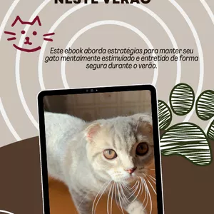 Imagem de capa para o Ebook Como cuidar do seu gato neste calor