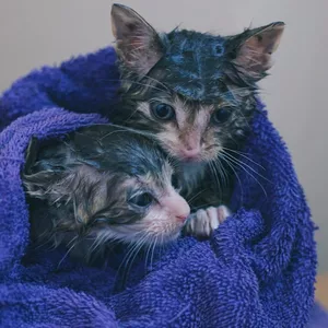 Imagen de portada para Ebook Consejos Prácticos para Bañar Gatos sin Estrés