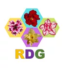 ROSA DO DESERTO GOIÁS