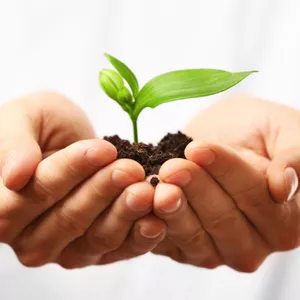 Imagem de capa para o Ebook A Paciência Que Transforma