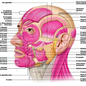 Imagem de capa para o Ebook Roteiro de Anatomia de cabeça e pescoço 