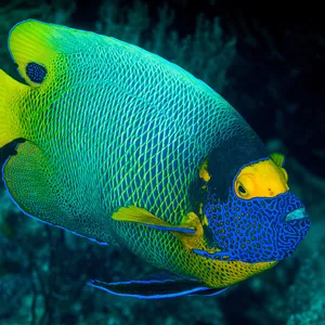 Imagem de capa para o Ebook Domínio dos aquários tropicais