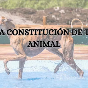 Imagen de portada para Curso online La Constitución de tu animal
