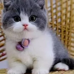 Imagem de capa para o Curso online aleloia