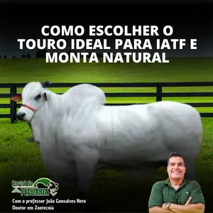 Curso Como escolher o touro para IATF e monta natural