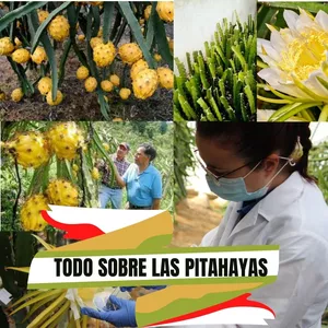 Imagem principal do produto Cultivo de Pitahayas