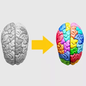 Imagem de capa para o Curso online Curso de Desenvolvimento das Inteligências Múltiplas e dos Hemisférios Cerebrais