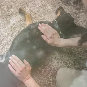 Imagen de portada para Curso online Módulo 4 Masaje emocional para Animales