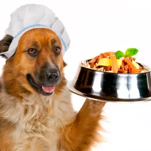 Imagem de capa para o Ebook Dieta para cães – O alimento certo para o seu cão