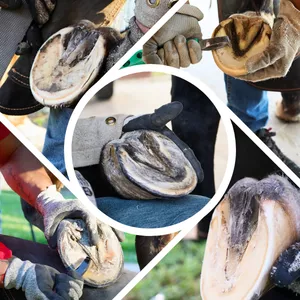 Imagen de portada para Ebook Bienestar Equino Barefoot: Guía Completa para el Cuidado Natural de los Cascos.