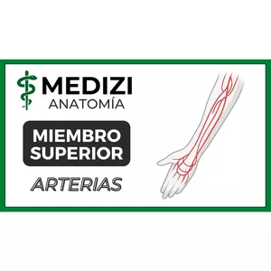 Imagen de portada para Ebook Anatomía de Miembro Superior - Arterias