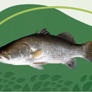 Imagem de capa para o Ebook RECEITA MASSA MAGIC PARA PESCARIA